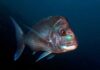 Born to roam, built for home: new genomic insights for snapper fisheries