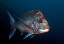 Born to roam, built for home: new genomic insights for snapper fisheries