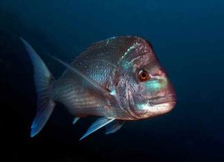 Born to roam, built for home: new genomic insights for snapper fisheries