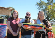 Valerie the KI wonder dog a big hit at dachshund festivities