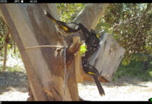 Sweet lifeline for wildlife after bushfires ravage their habitat