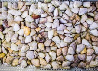 Bait and switch: Pipi decision backflip