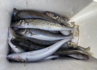 No-go fish: Fishing closures for southern calamari, garfish in Gulf St Vincent