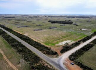 New agriculture focus for Kiland comes at cost of 34 tree felling jobs