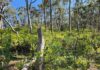 Prescribed burns can worsen weed infestations: Adelaide University study