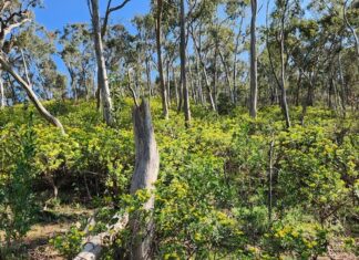 Prescribed burns can worsen weed infestations: Adelaide University study